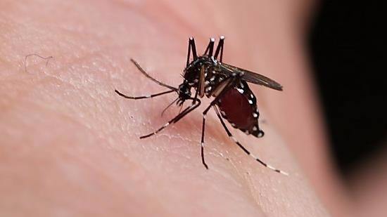 蚊子艾滋病是没有科学依据的