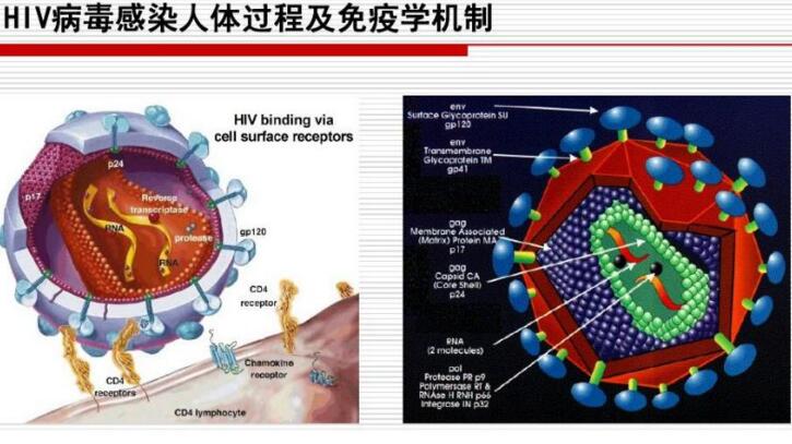 hiv治疗方案由检测cd4t淋巴细胞来制定