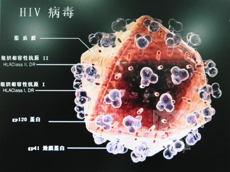 艾滋病毒的样子图片图片