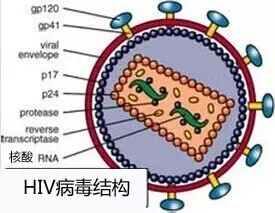 HIV病毒结构