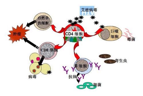 艾滋病免疫力下降有什麼表現應該怎麼辦