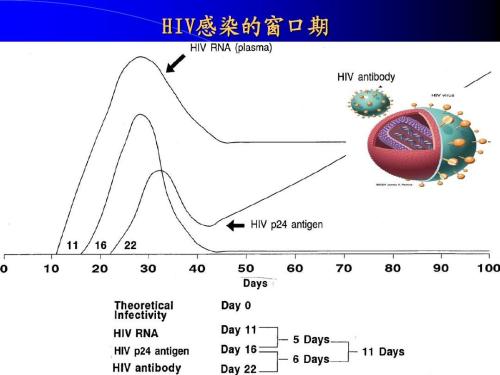 艾滋病三个月窗口期
