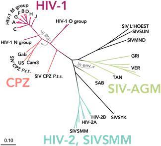 hiv两种病毒