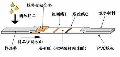 艾滋病42天胶体金法阴