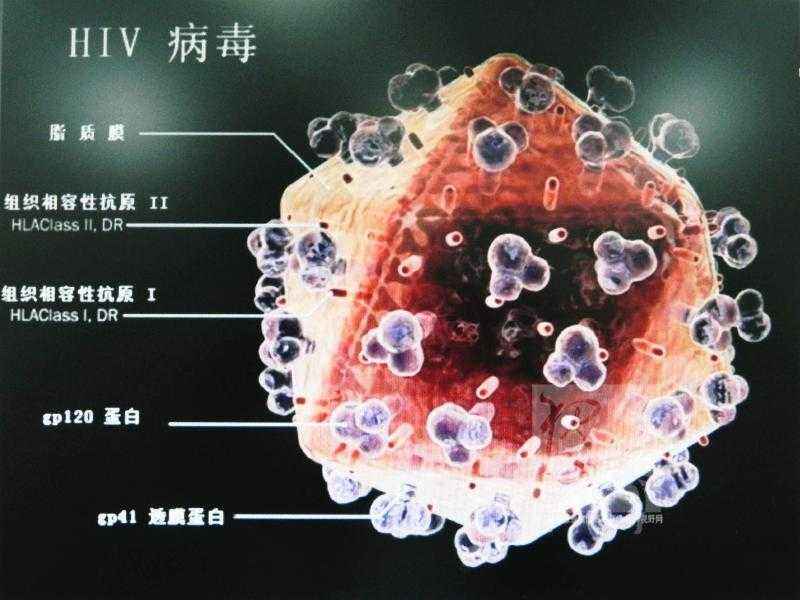 病毒模型介绍