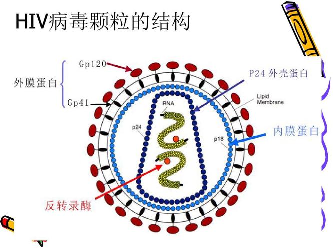 查血艾滋抗体0.08