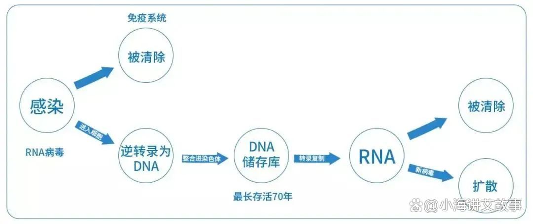 艾滋病核酸检测：rna和dna的区别