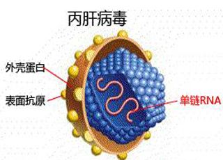 丙肝图片欣赏图片