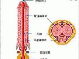 非淋尿道炎